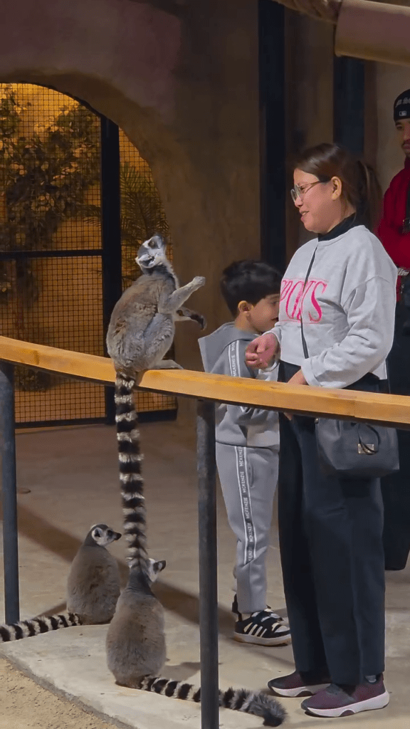 Budget tourist attraction in Riyadh with rides and family entertainment