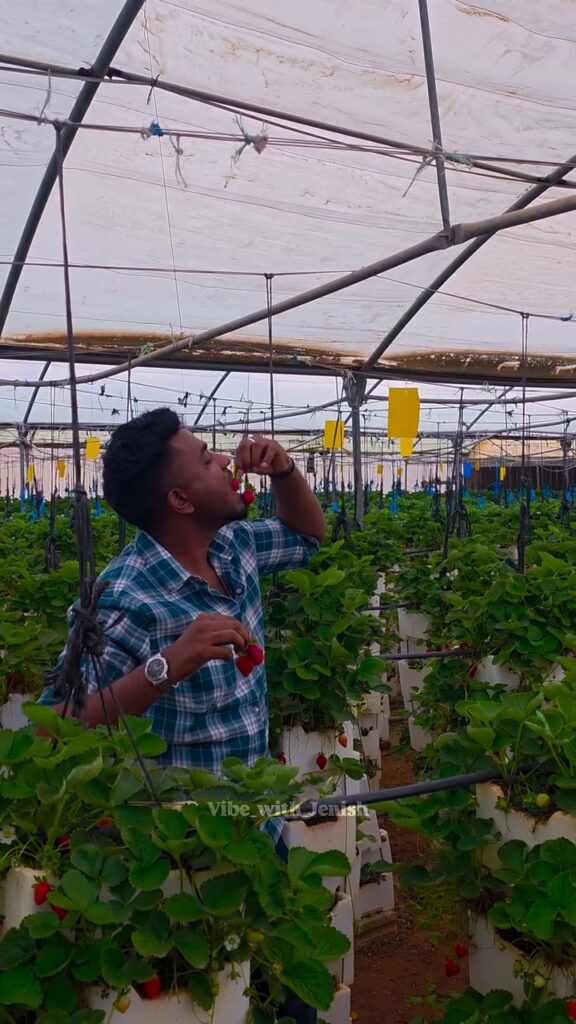Strawberry harvesting experience near Riyadh