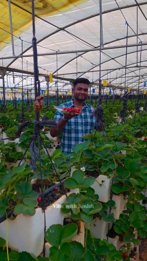 Al Amara Strawberry Farm, one of Riyadh's hidden gems