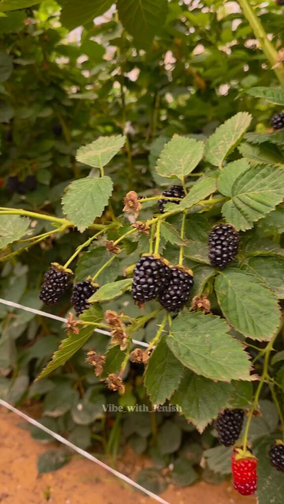 Visitors picking fresh mulberries in Riyadh