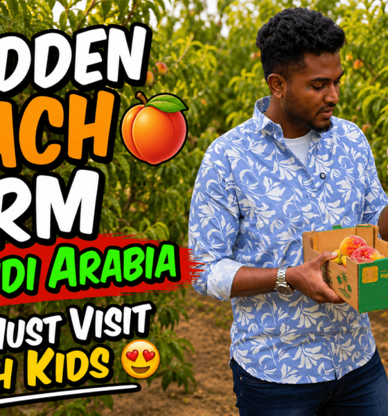Hidden peach farm in Saudi Arabia with fresh peach trees