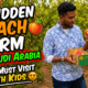 Hidden peach farm in Saudi Arabia with fresh peach trees