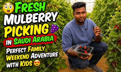 Mulberry farm in Riyadh with fresh seasonal berries