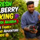 Mulberry farm in Riyadh with fresh seasonal berries