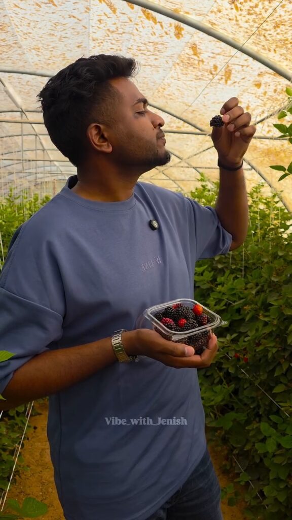 Pick your own fresh mulberries at a Riyadh farm