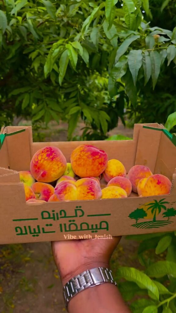 Pick your own peaches at a Saudi Arabian farm
