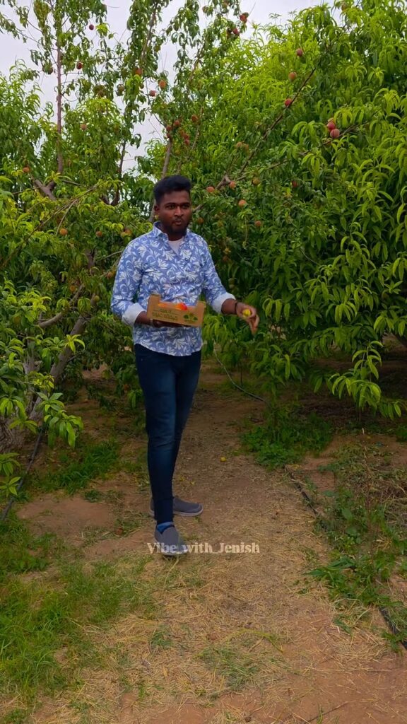 Weekend family trip to a peach farm near Riyadh